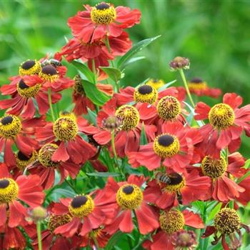 Helenium_Rubinzwerg_HRM_Q3.jpg