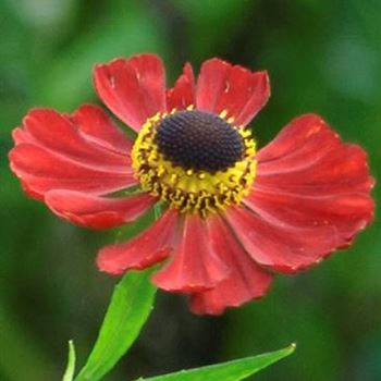 Helenium_Rubinzwerg_HRM_Q1.jpg