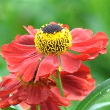 Helenium_Rubinzwerg_HRM_Q2.jpg