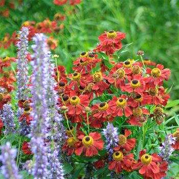 Helenium_Rubinzwerg_HRM_Q4.jpg