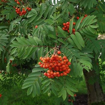 Sorbus_aucuparia_2005_3795_b.jpg