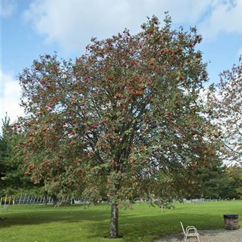 Sorbus_aucuparia_2008_8467.jpg