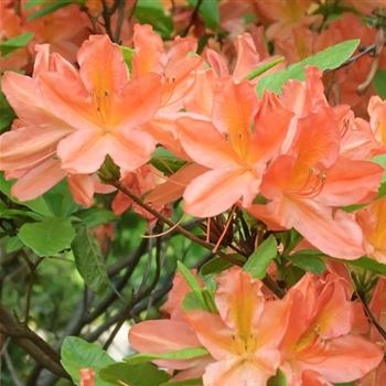 Azalea_mollis_x_sinensis_orange_HRM_Q1.jpg