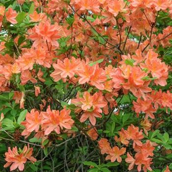 Azalea_mollis_x_sinensis_orange_HRM_R2.jpg