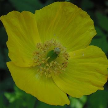 Meconopsis_cambrica_WI_Q1.jpg