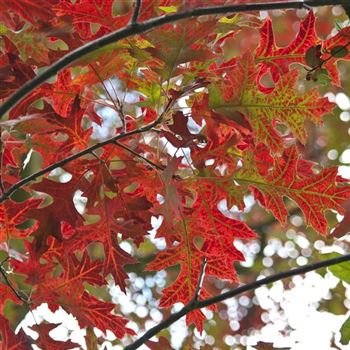 Quercus_coccinea_2007_8663_q.jpg