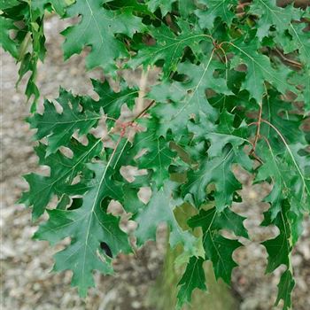 Quercus_coccinea_2007_7562.jpg