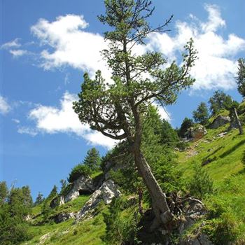 Pinus_cembra_HRM_4122.jpg