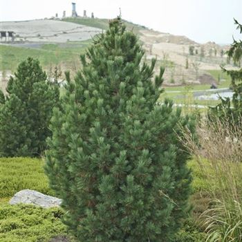 Pinus_cembra_2009_6954.jpg