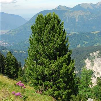 Pinus_cembra_2007_5112_b.jpg