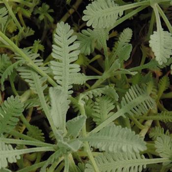 Achillea_umbellata_WI_Q3.jpg