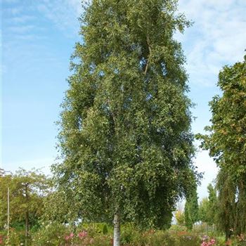 Betula_pendula_Fastigiata_2007_8435.jpg