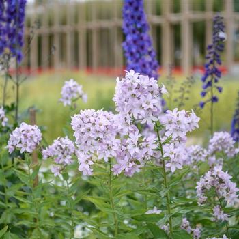 Campanula_lactiflora_Loddon_Anne_HRM_Q2.jpg