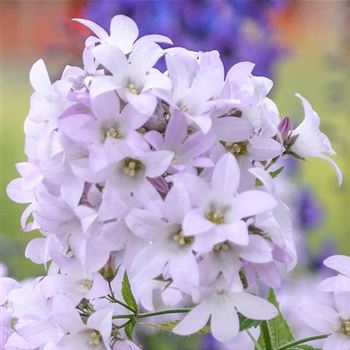 Campanula_lactiflora_Loddon_Anne_HRM_Q1.jpg