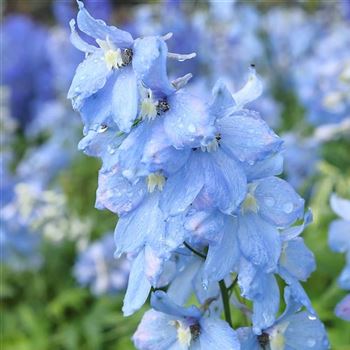 Delphinium_Ariel_HRM_Q1.jpg