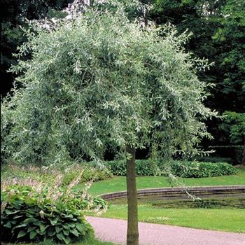 Pyrus_salicifolia_Pendula_2001_1409_b.jpg