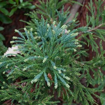 Cryptomeria_japonica_2006_7836_q.jpg