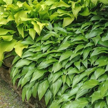 Hosta_lancifolia_HRM_Q2.jpg