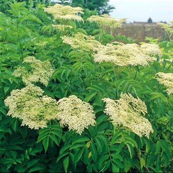 Sambucus_canadensis_Maxima_1998_3962_q.jpg