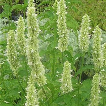 Agastache_Alabaster_1_ODQ0Mjg1MFo.JPG