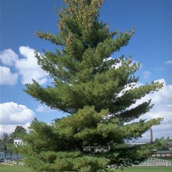 Pinus_strobus_1998_5550.jpg