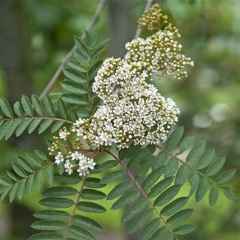 Sorbus_vilmorinii_2008_3319.jpg