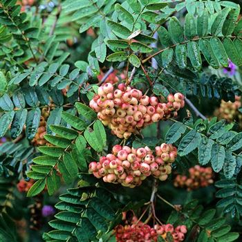 Sorbus_vilmorinii_2001_3449_q.jpg