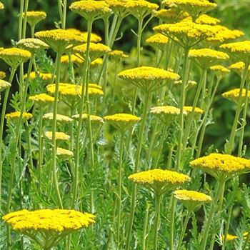 Achillea_filipendulina_Gold_Plate_HRM_Q1.jpg