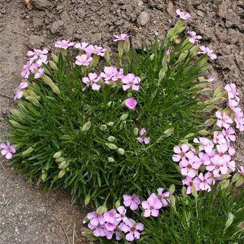 Saponaria_x_olivana_HRM_Q3.jpg