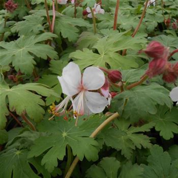 Geranium_macrorrhizum_Spessart_WI_Q1.jpg