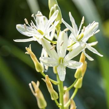 Camassia leichtlinii 'Alba'