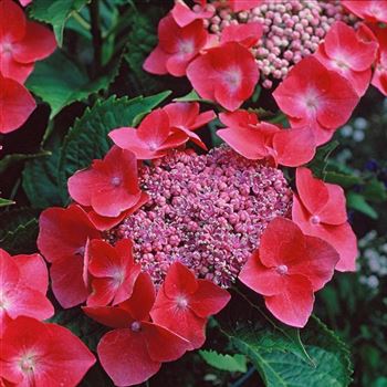 Hydrangea_macrophylla_Kardinal_2003-1317-q.jpg