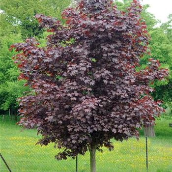 Acer_platanoides_Faassens_Black_2008_2933.jpg