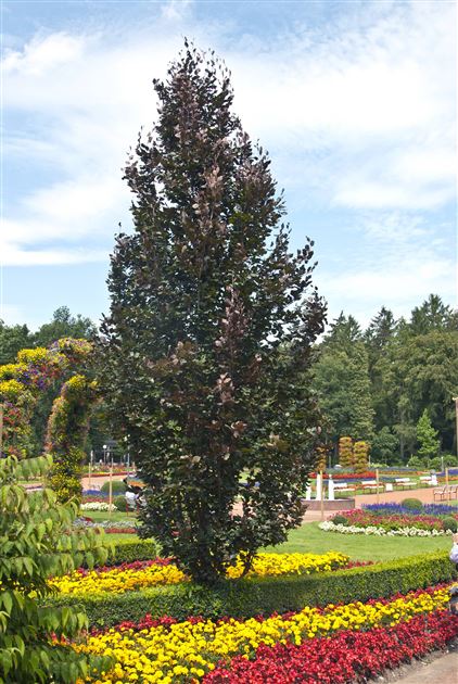fagus sy Fagus Sylvatica Tree Seeds for Planting – Heirloom, Non-GMO, Perennial –  Pure Asia Seeds main image 1