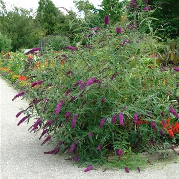 Buddleja_davidii_Royal_Red_2007_4586.jpg