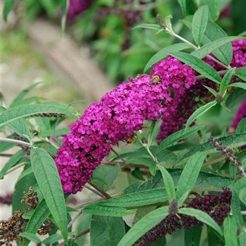 Buddleja_davidii_Royal_Red_2007_4583.jpg