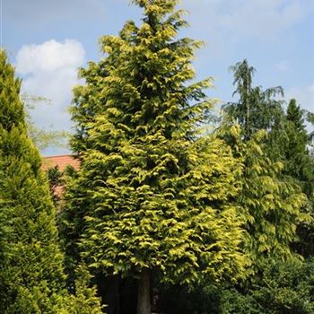 Chamaecyparis_lawsoniana_Stewartii_2012_2381_R2.jpg