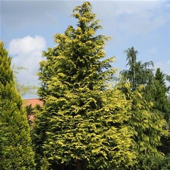 Chamaecyparis_lawsoniana_Stewartii_2012_2381_Q1.jpg