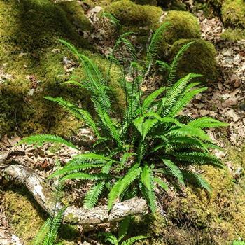 Blechnum_spicant_HRM_Q2.jpg