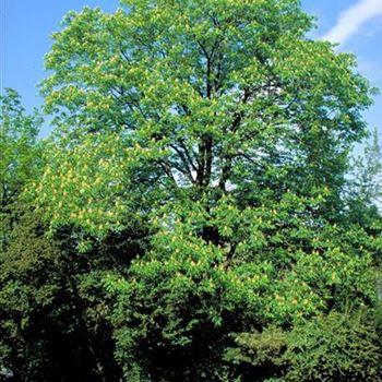 Aesculus_flava_Vestita_1999_2184.jpg