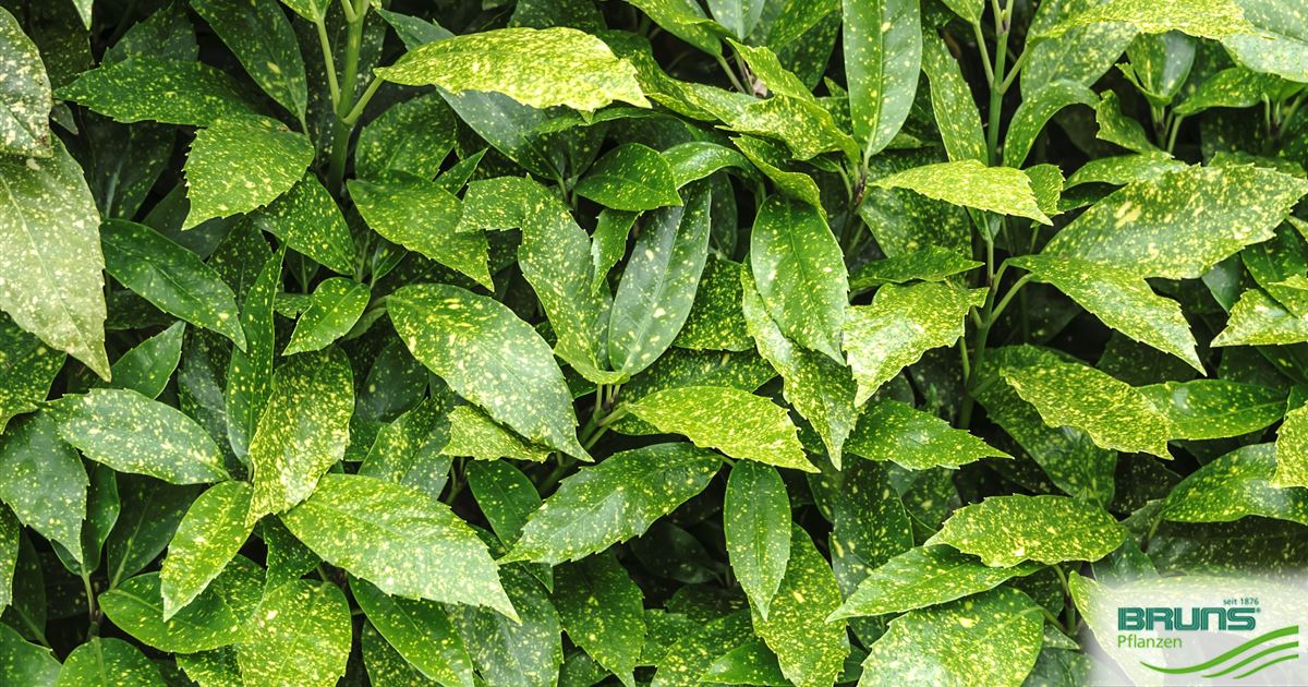 Aucuba japonica 'Variegata', Gelbbunte Aukube von Bruns Pflanzen