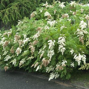 Sorbaria_sorbifolia_2009_4096.jpg