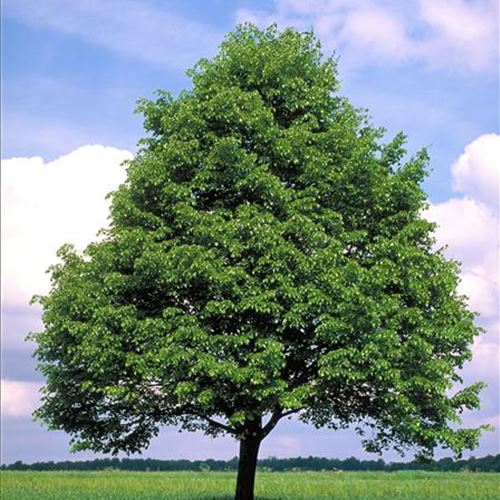 Tilia cordata