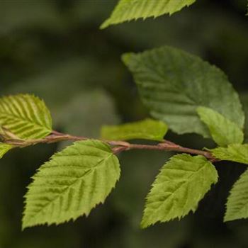 Carpinus betulus