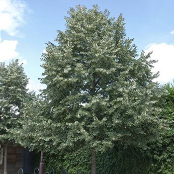 Tilia_tomentosa_2007_1992.jpg