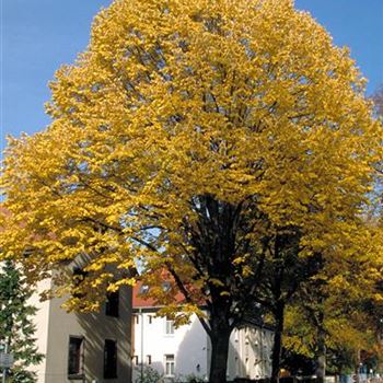 Tilia_tomentosa_1999_6019.jpg