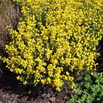 Cytisus_beanii_2005_1190_b.jpg