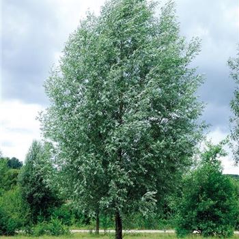 Salix_alba_Liempde_HRM_3871.jpg