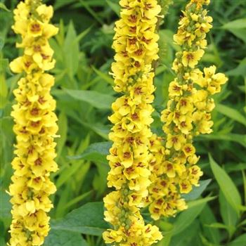 Verbascum_nigrum_HRM_Q1.jpg