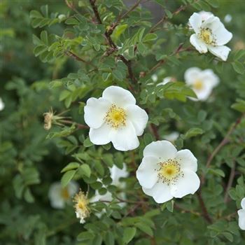 Rosa_pimpinellifolia_2009_2449.jpg